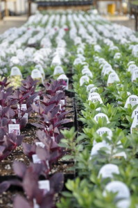 Sunny Lawn Farms landscaping flowers