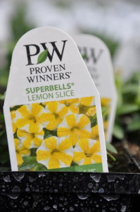 Sunny Lawn Farms landscaping flowers