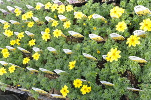 Sunny Lawn Farms landscaping flowers