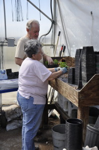 Sunny Lawn Farms landscaping flowers