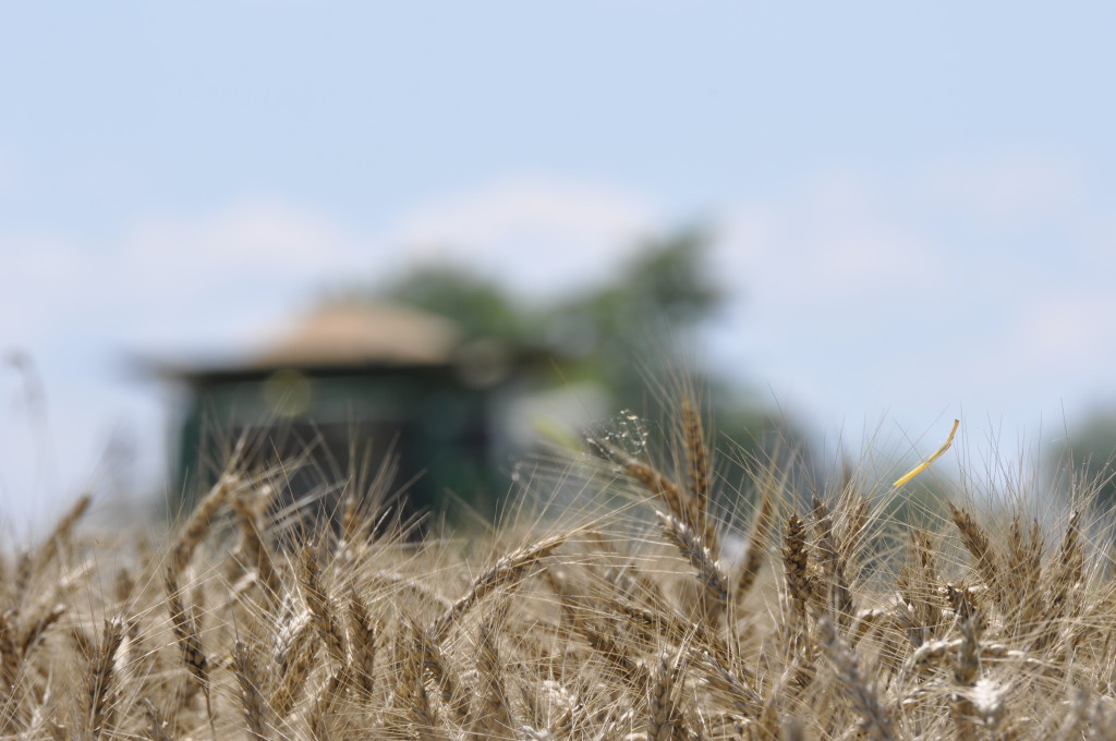 Food and Trust: A Farmwife's View