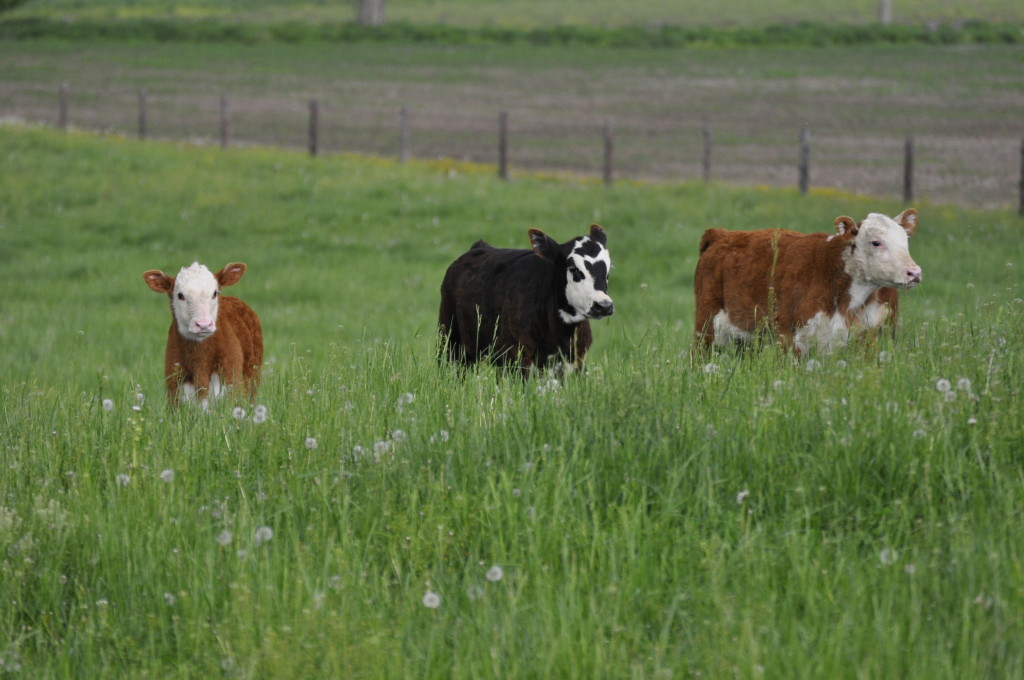 Food and Trust: A Farmwife's View