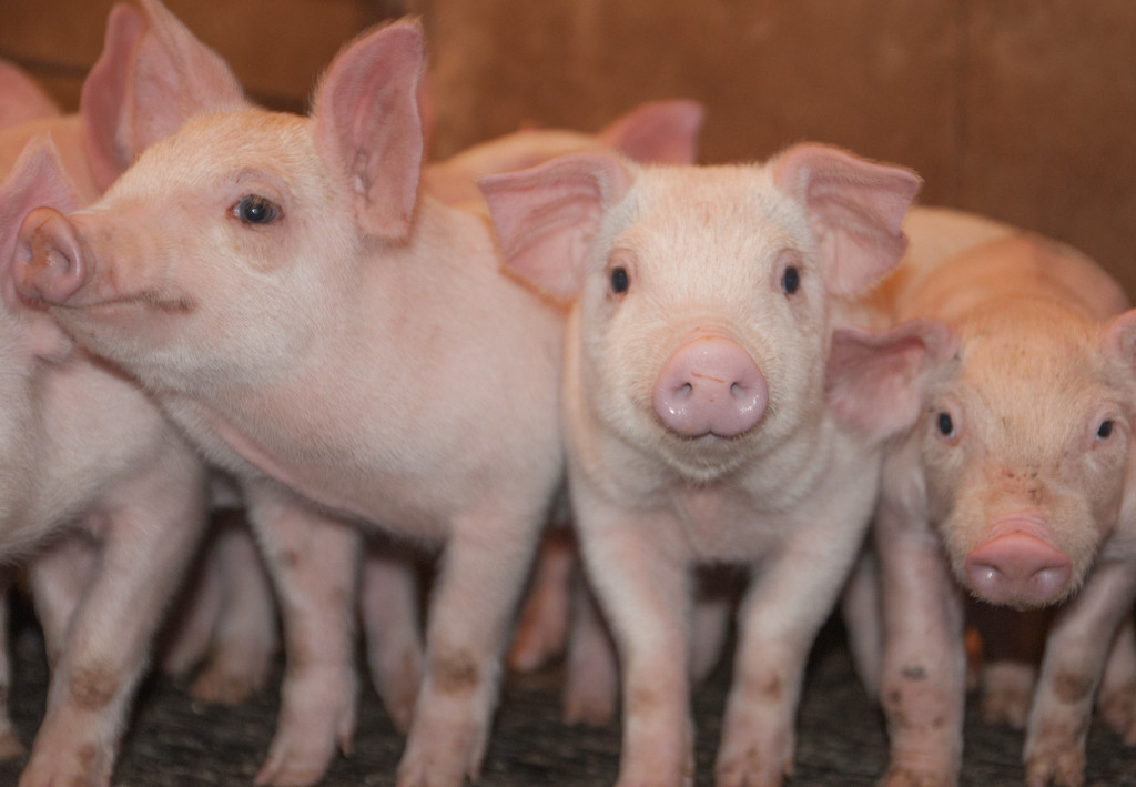 Food and Trust: A Farmwife's View