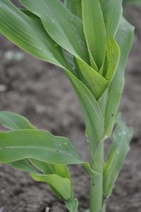 GMO Labeling are you Pro or Con