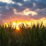 Farm Technology: Corn Drying