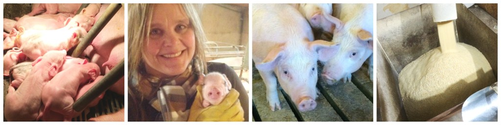 Want to know where to find 'local' food? Ask a farmer!