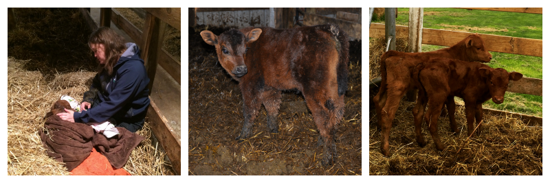 Fresh Squeezed Lime Bars and Calving Season