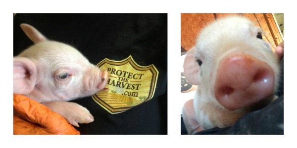 Pig Collage