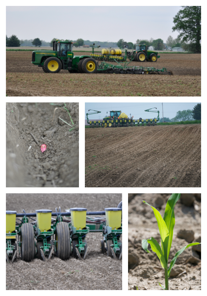 Spring Planting Corn
