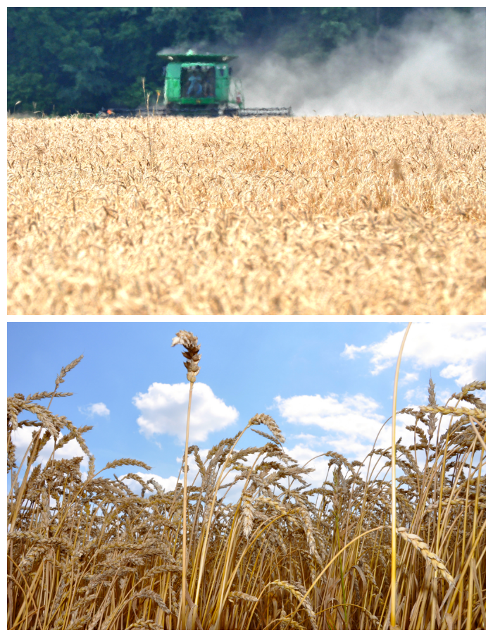 Honey Wheat Oat Bread Harvest