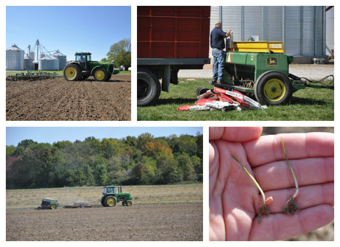 Honey Wheat Oat Bread Planting Wheat