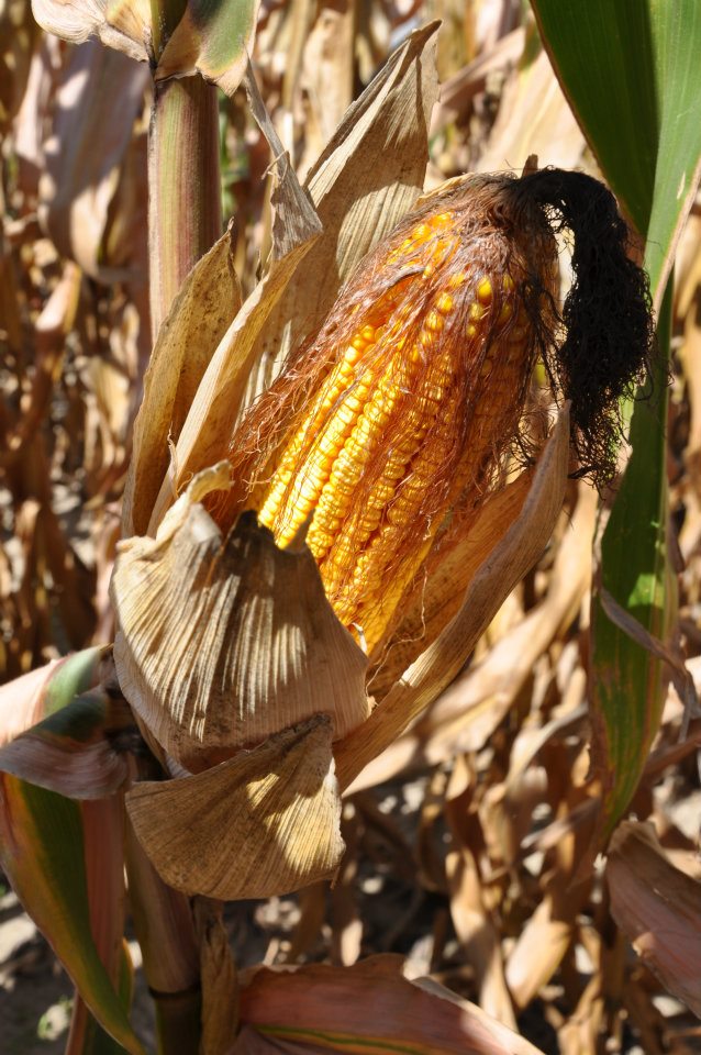 Farm Technology involves drying field corn for proper storage and use of the corn.