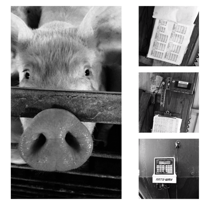 Pigs, Pork and Recipes by Farmwife Feeds #recipe #pork #farmhouse