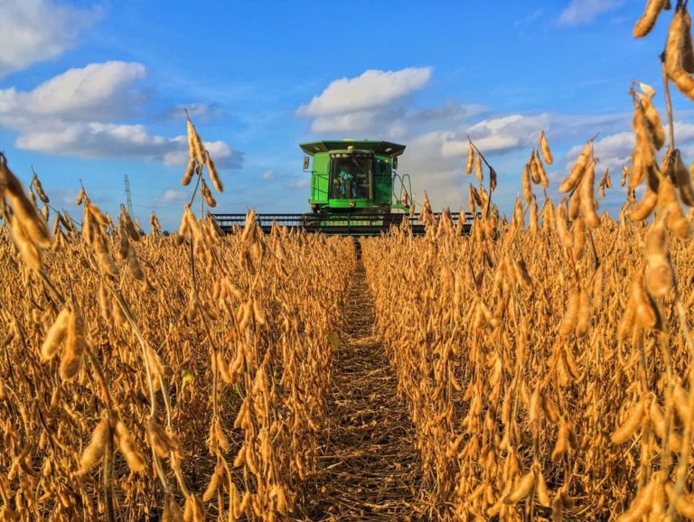 The Corn and Soybeans We Grow The Farmwife Feeds