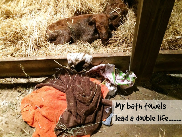 My bath towels lead a double life - in the house and in the barn!