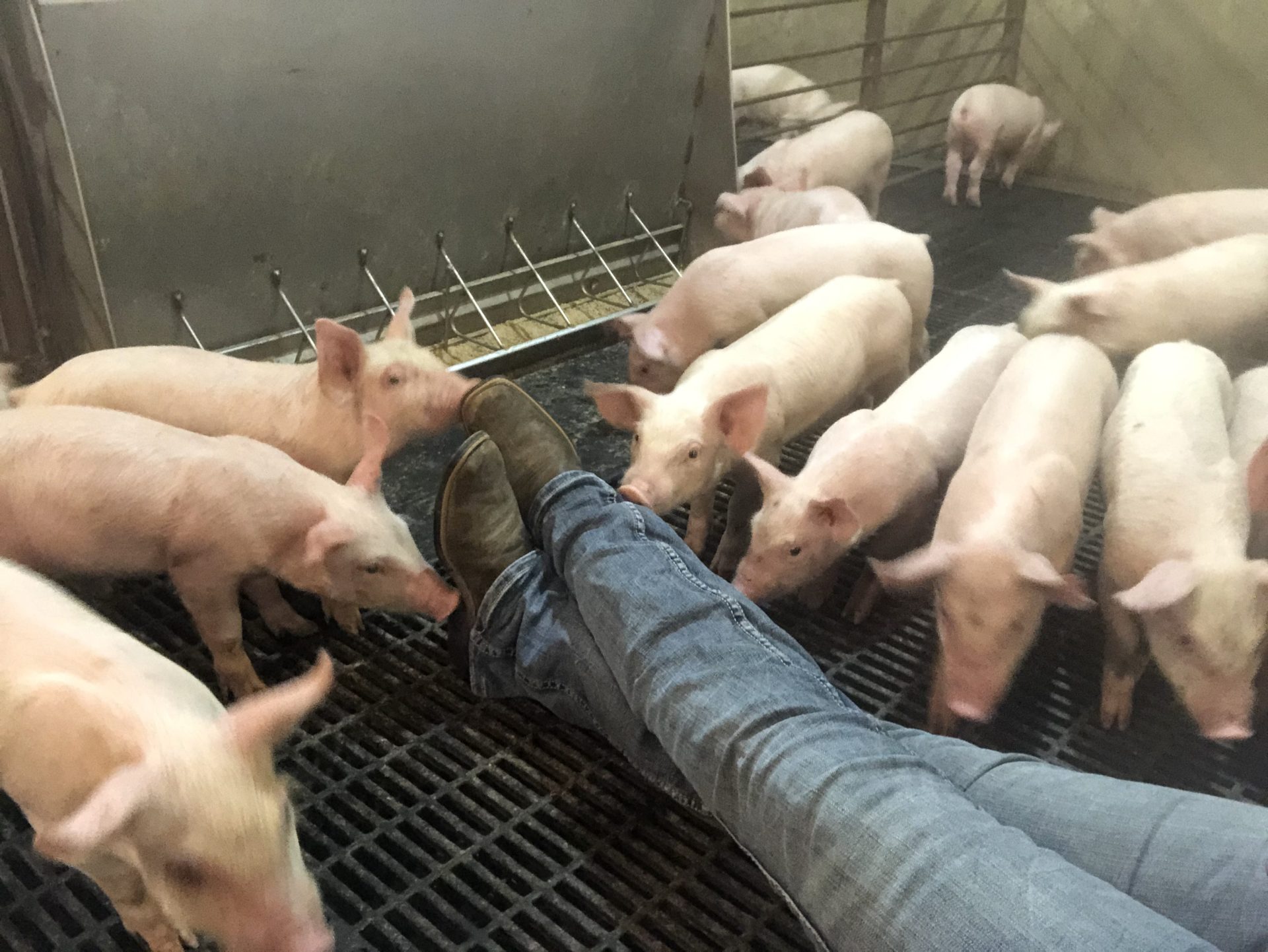 Good pork chops start on the farm by Farmwife Feeds. #pork #farmer #farmher #pigs