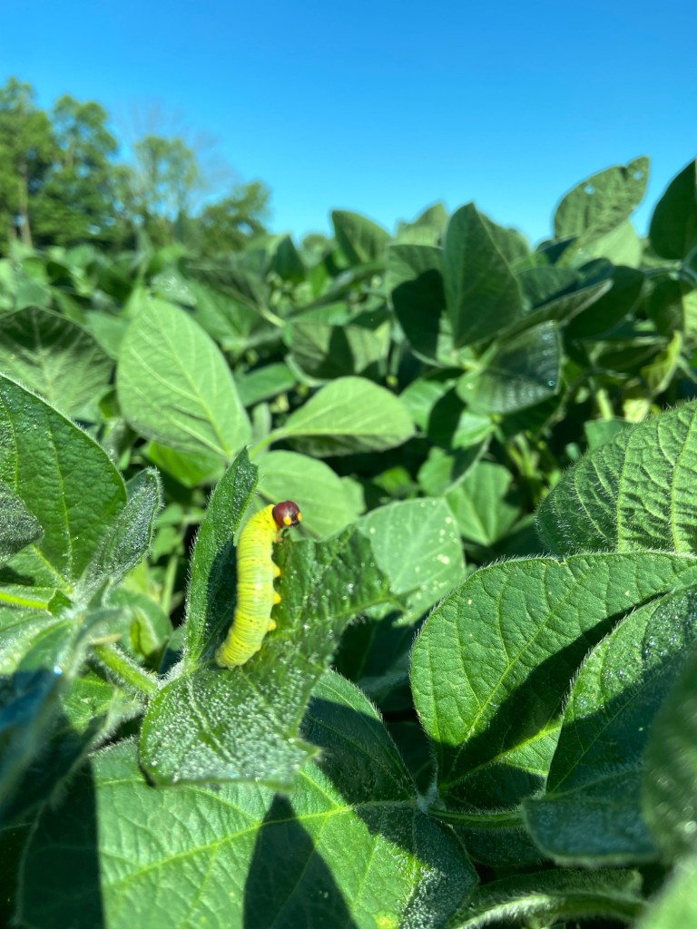 Bright green caterpillar with a brown head on a vibrant green soybean leaf in a field, under a clear blue sky. Close-up of soybean pest or insect in agricultural setting.