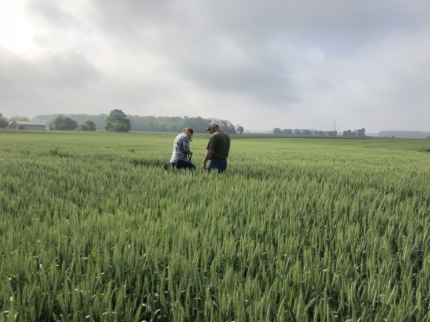 Two individuals, a man and a woman, examining plants in a tall green wheat field under an overcast sky. Agricultural researchers or farmers inspecting crop health.