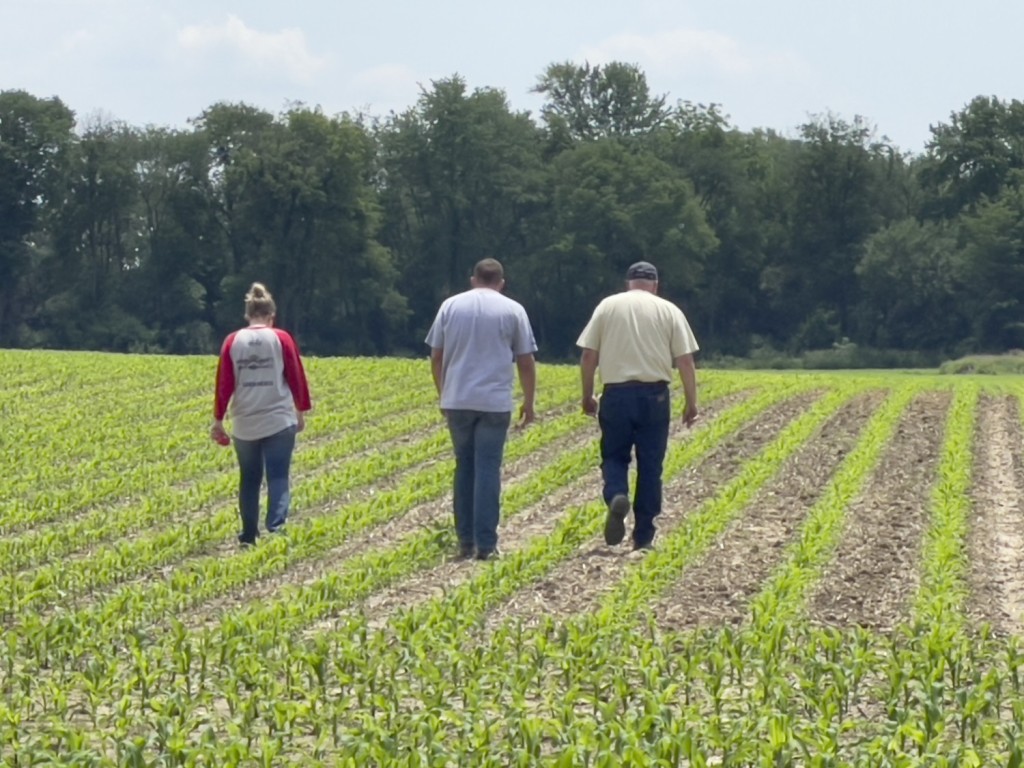 hree people, two men and one woman, walking away into the distance through rows of young green corn plants in a field on a sunny day. Farmers or agronomists inspecting crop progress.