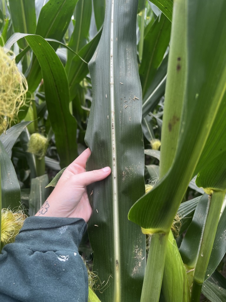 A person's hand touching a large, vibrant green corn leaf in a field of corn plants, showing the central vein and natural texture of the leaf. Close-up view of corn crop inspection or plant health assessment.