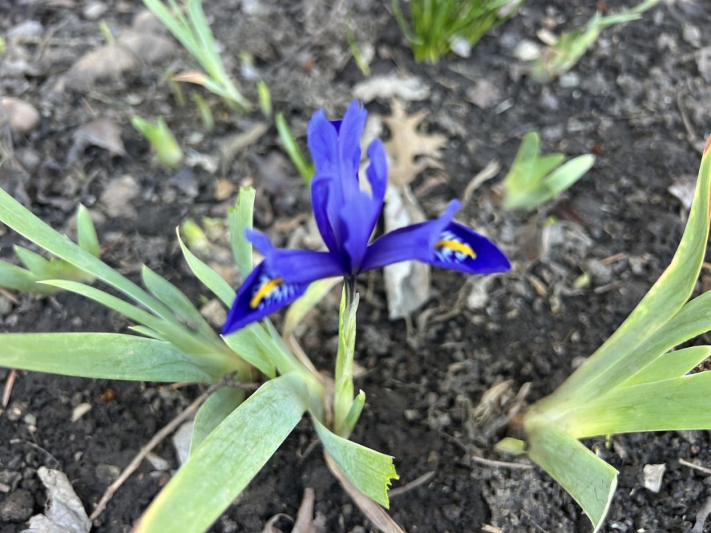 A small purple crocus blooming through early spring soil, symbolizing new seasons and fresh beginnings.