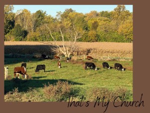 Black-and-white Hereford cattle grazing in a green pasture beside a harvested cornfield in Indiana farmland, capturing everyday faith and peace on the farm.